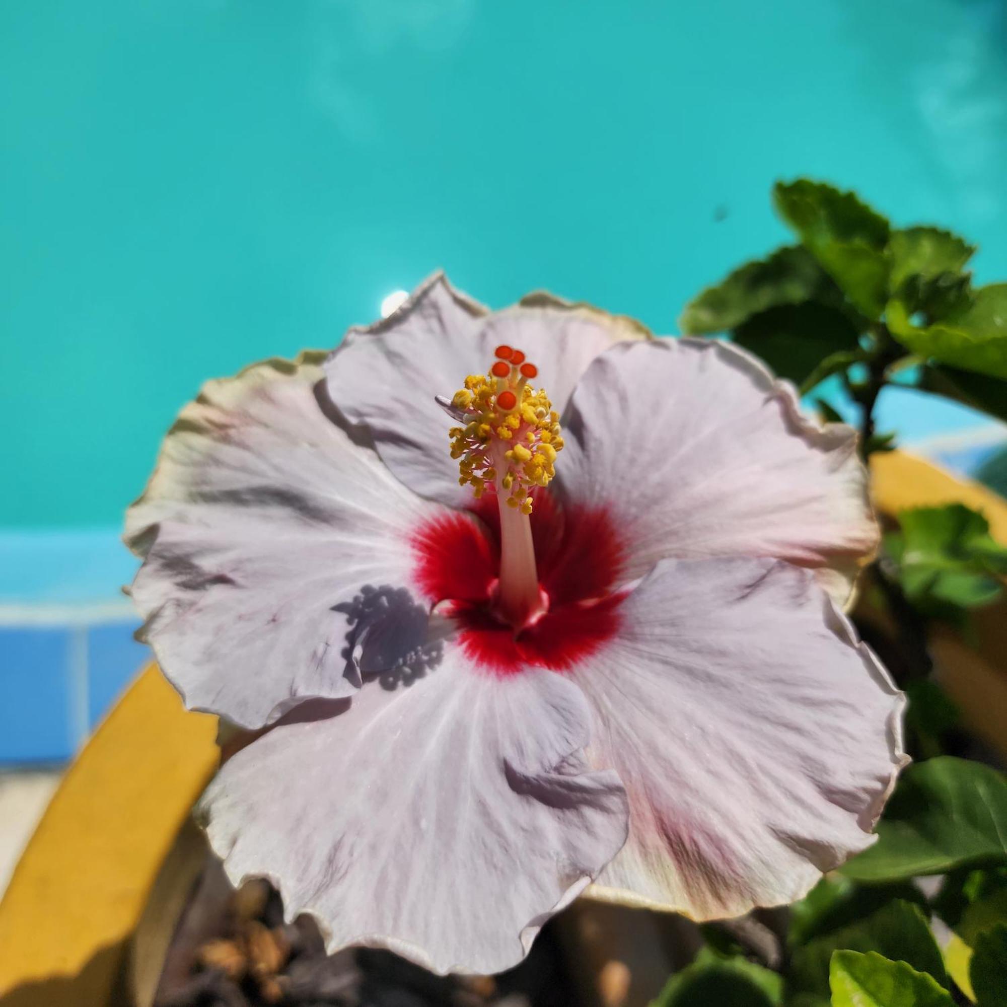 Mandala Dreams Pousada E Portal Holistico Maceio  Экстерьер фото